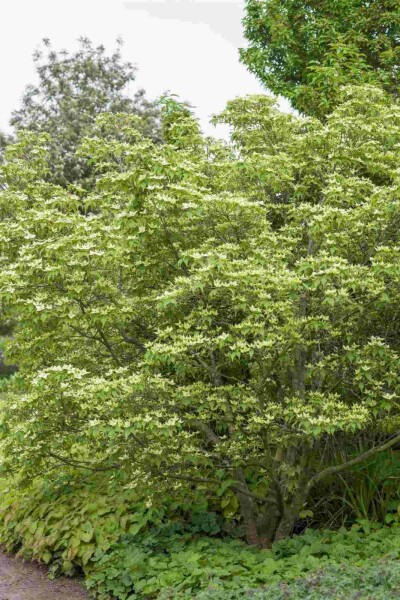 Cornus kousa chinensis struik 60-80 cm