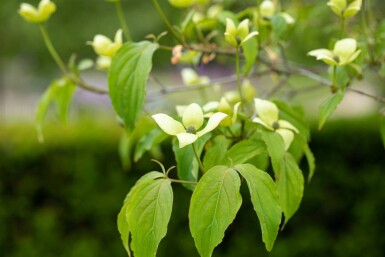 Cornus kousa chinensis struik 60-80 cm