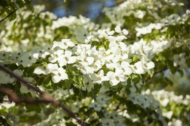 Cornus kousa chinensis struik 60-80 cm