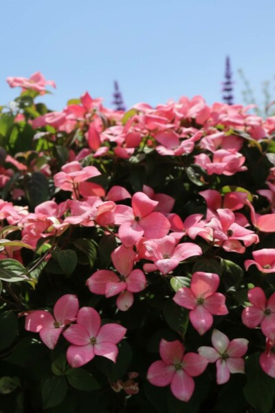 Japanse kornoelje Cornus kousa 'Satomi Compact' struik Cornus kousa 'Satomi Compact' struik