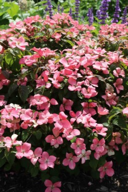 Cornus kousa 'Satomi Compact' struik