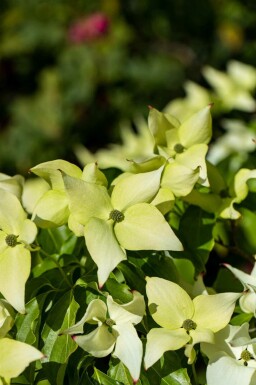 Cornus kousa 'Schmetterling'