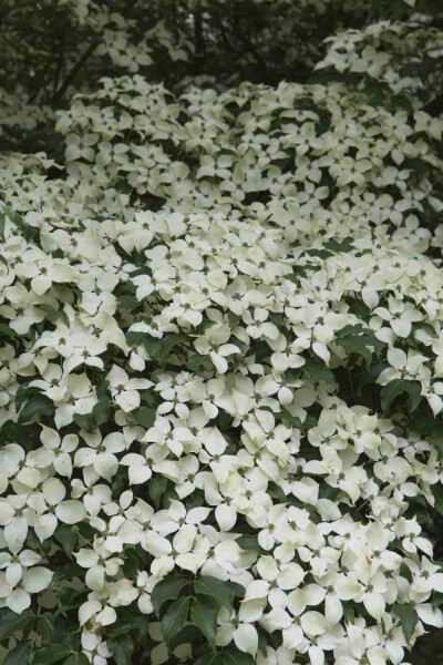 Cornus kousa 'Weisse Fontaine'