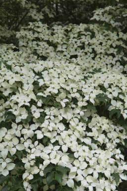 Cornus kousa 'Weisse Fontaine'