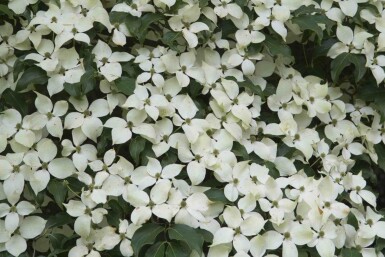 Cornus kousa 'Weisse Fontaine'