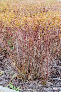 Rode kornoelje Cornus sericea 'Kelseyi' struik Cornus sericea 'Kelseyi' struik
