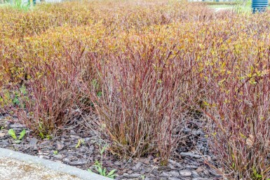 Rode kornoelje Cornus sericea 'Kelseyi' struik Cornus sericea 'Kelseyi' struik