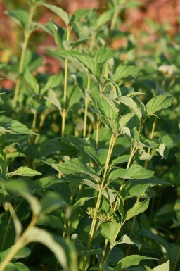 Cornus stolonifera 'Flaviramea'