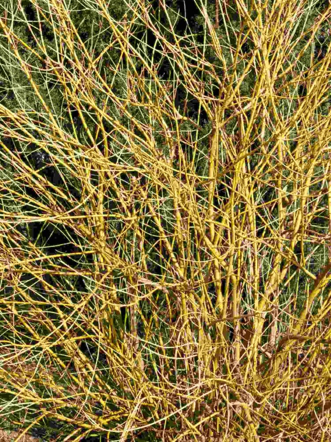 Gele kornoelje Cornus stolonifera 'Flaviramea' struik Cornus stolonifera 'Flaviramea' struik