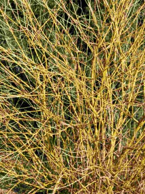 Cornus stolonifera 'Flaviramea'