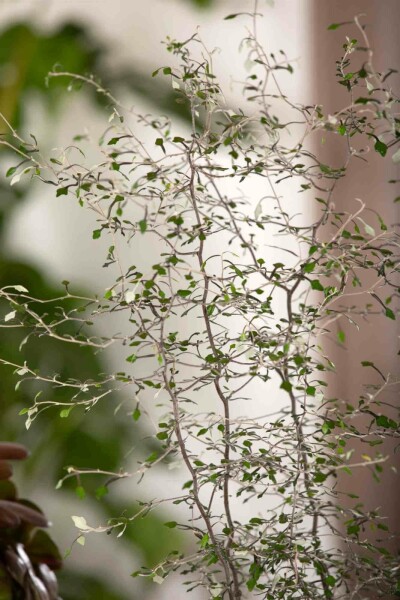 Corokia cotoneaster