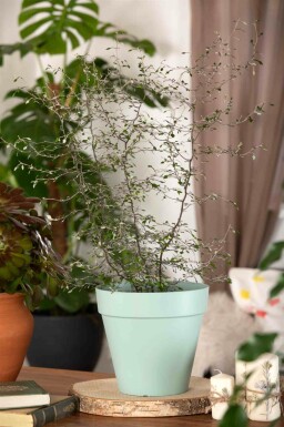Corokia cotoneaster