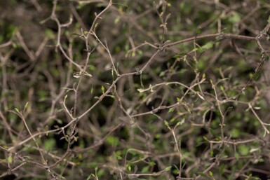 Corokia cotoneaster