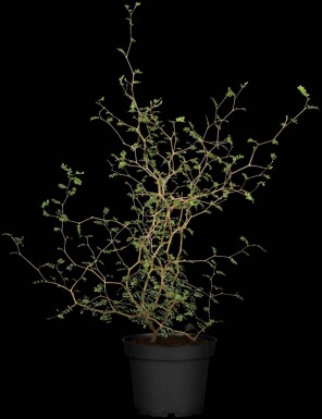 Corokia cotoneaster