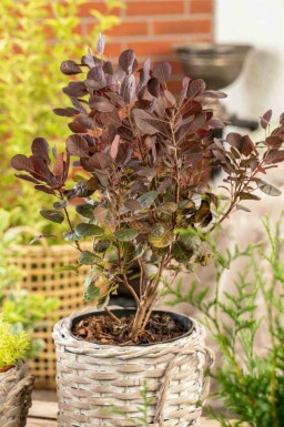 Pruikenboom Cotinus coggygria 'Lilla' struik Cotinus coggygria 'Lilla' struik