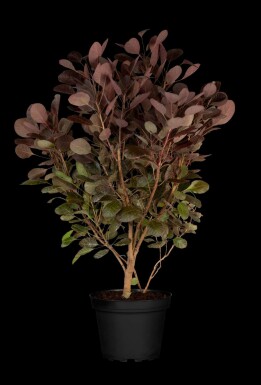 Pruikenboom Cotinus coggygria 'Lilla' struik Cotinus coggygria 'Lilla' struik