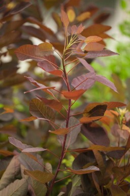 Cotinus 'Grace'