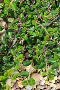 Cotoneaster dammeri 'Major'