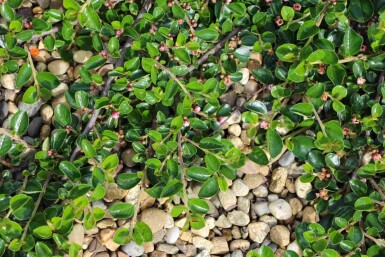 Cotoneaster dammeri 'Major'