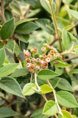 Dwergmispel Cotoneaster franchetii struik Cotoneaster franchetii