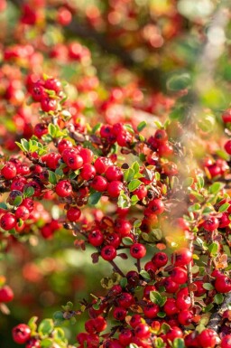 Cotoneaster horizontalis