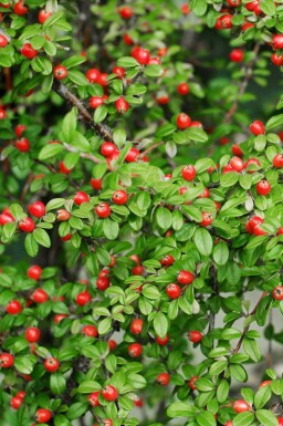 Cotoneaster suecicus 'Coral Beauty'