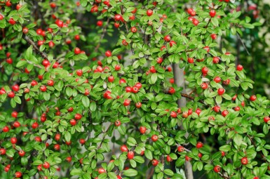 Cotoneaster suecicus 'Coral Beauty'