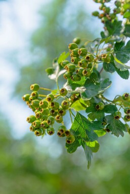Crataegus monogyna