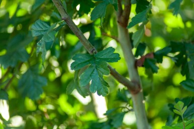 Crataegus monogyna