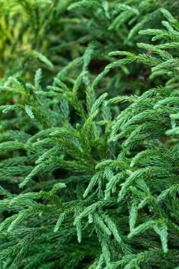 Japanse ceder Cryptomeria japonica 'Globosa Nana' struik Cryptomeria japonica 'Globosa Nana'