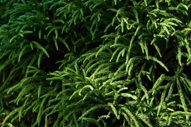 Japanse ceder Cryptomeria japonica 'Globosa Nana' struik Cryptomeria japonica 'Globosa Nana'
