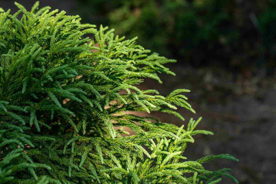 Japanse ceder Cryptomeria japonica 'Globosa Nana' struik Cryptomeria japonica 'Globosa Nana' struik
