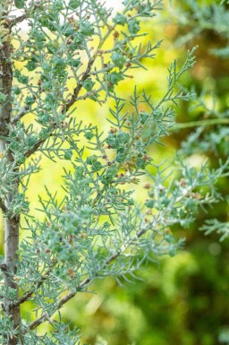 Blauwe cipres Cupressus arizonica 'Fastigiata' struik Cupressus arizonica 'Fastigiata'