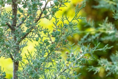 Blauwe cipres Cupressus arizonica 'Fastigiata' struik Cupressus arizonica 'Fastigiata'