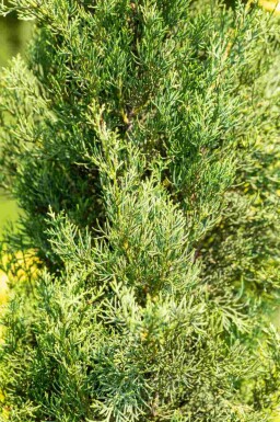 Italiaanse cipres Cupressus sempervirens 'Pyramidalis' struik Cupressus sempervirens 'Pyramidalis'
