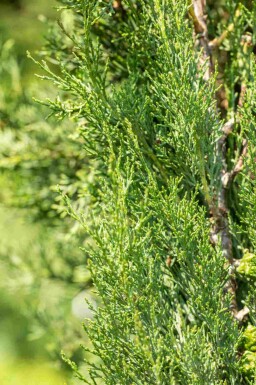 Italiaanse cipres Cupressus sempervirens 'Pyramidalis' struik Cupressus sempervirens 'Pyramidalis'