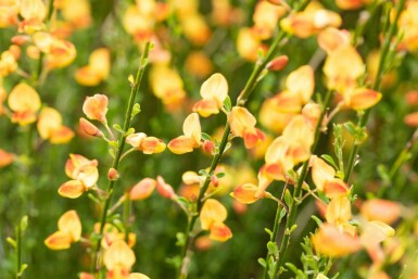 Brem Cytisus 'Apricot Gem' struik Cytisus 'Apricot Gem'