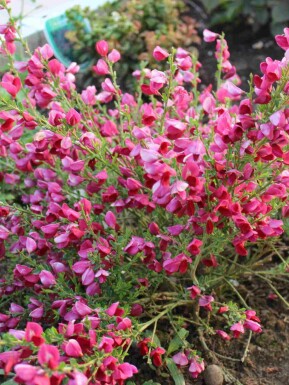 Brem Cytisus 'Boskoop Ruby' struik Cytisus 'Boskoop Ruby'