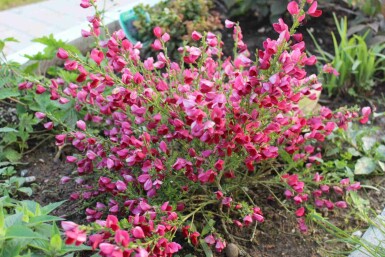 Brem Cytisus 'Boskoop Ruby' struik Cytisus 'Boskoop Ruby'