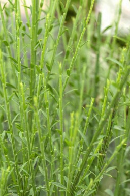 Brem Cytisus 'Lena' struik Cytisus 'Lena'