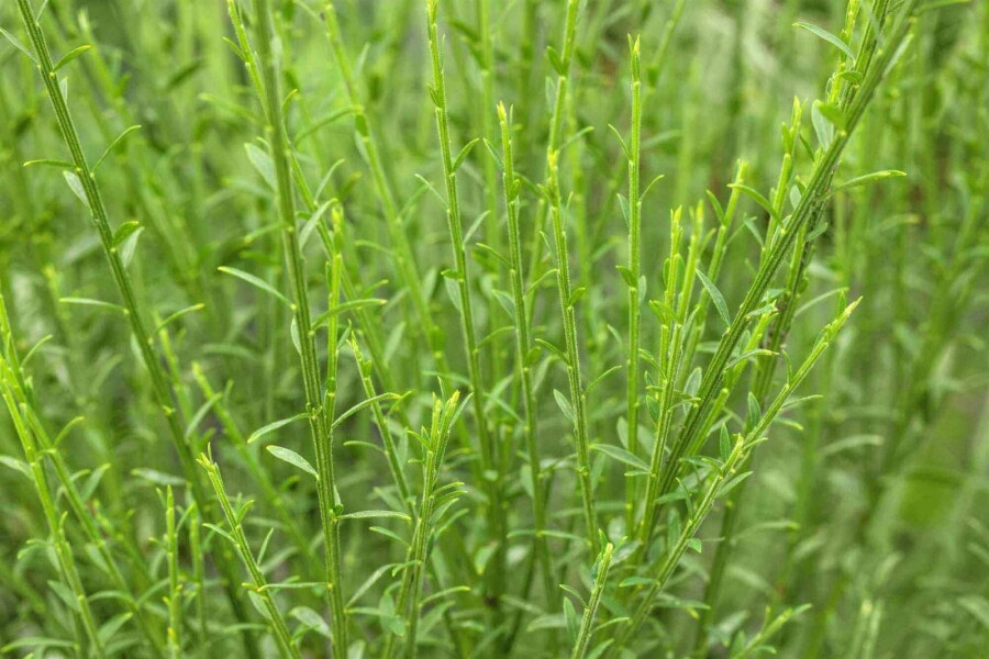 Brem Cytisus 'Lena' struik Cytisus 'Lena' struik