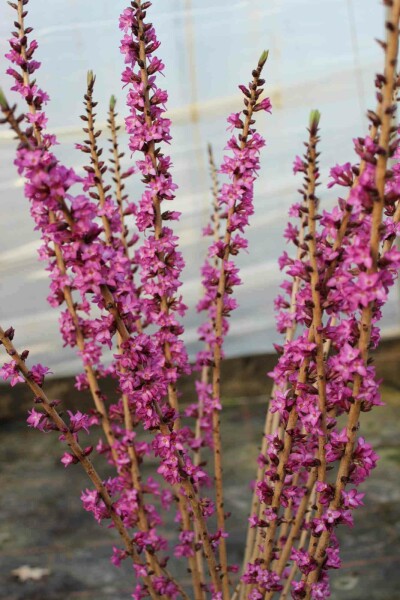 Daphne mezereum 'Rubra'