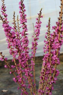 Peperboompje Daphne mezereum 'Rubra' struik Daphne mezereum 'Rubra' struik