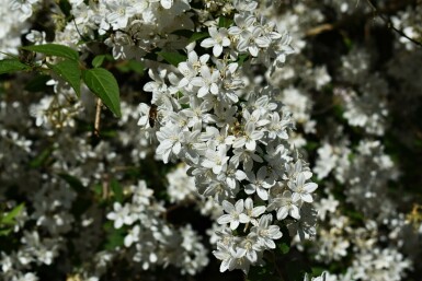 Deutzia gracilis 'Nikko'
