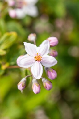 Deutzia 'Mont Rose'