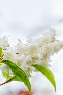 Deutzia scabra 'Plena'