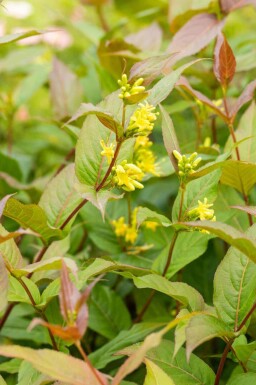 Diervilla splendens