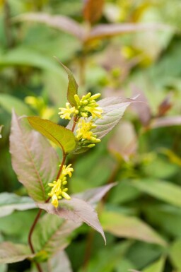 Diervilla splendens