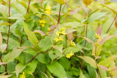 Diervilla splendens