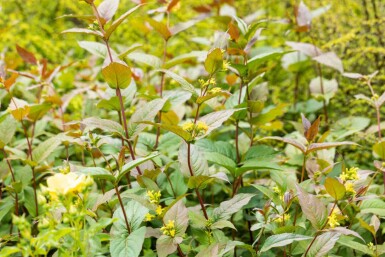 Diervilla splendens